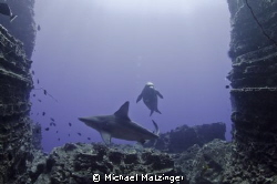 Hawaiian Monk seal and Sandbar Shark swimming through a g... by Michael Matzinger 